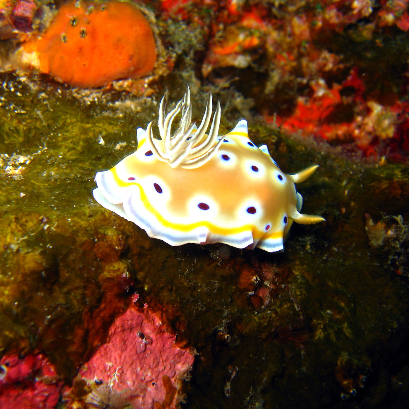 LIVEABOARD - 5 days/ 4 nights - M/V BAVARIA - Koh Haa, Hin Daeng, Hin Muang, Phi Phi, Shark Point (max 14 dives)