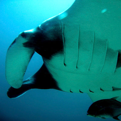 LIVEABOARD - 11 days/ 10 nights - M/V BAVARIA - Koh Haa, Hin Daeng, Hin Muang, Phi Phi, Similan, Koh Bon, Koh Tachai, Koh Surin, Richelieu Rock (max 35 dives)